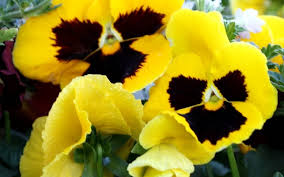 pansy imagesjpg